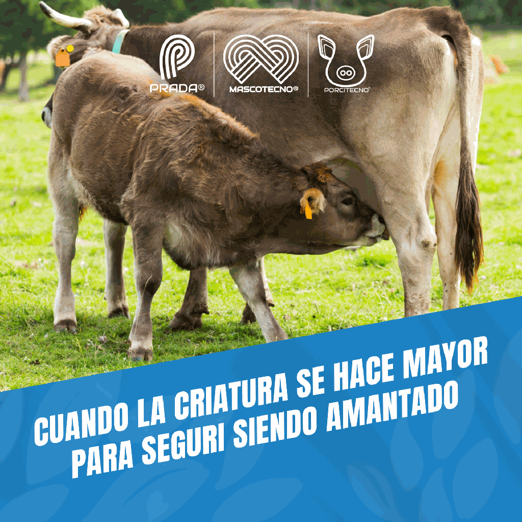 DESTETADOR_PEQUEÑO_PLASTICO_02.webp