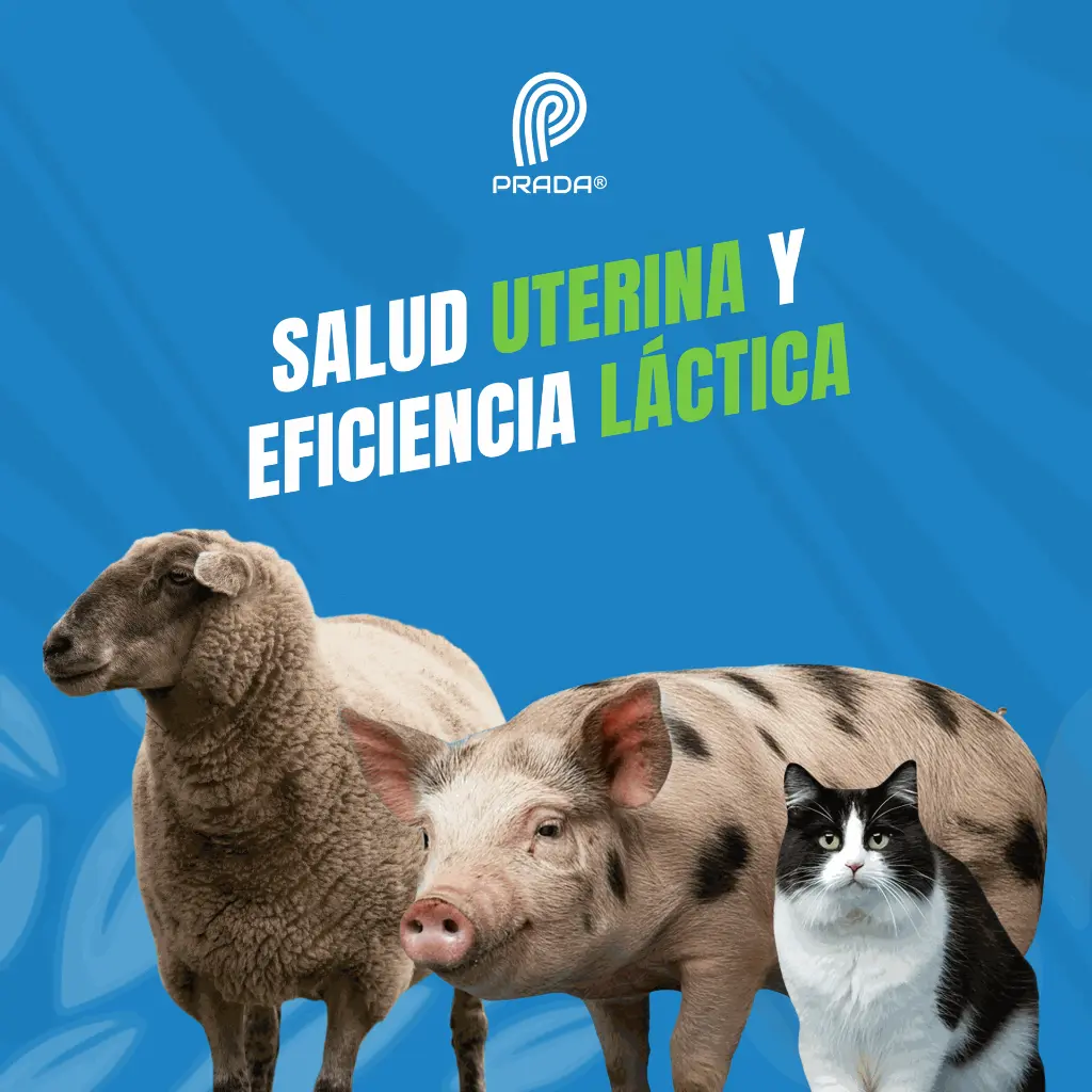 OXITOCINA_10ML_05.webp