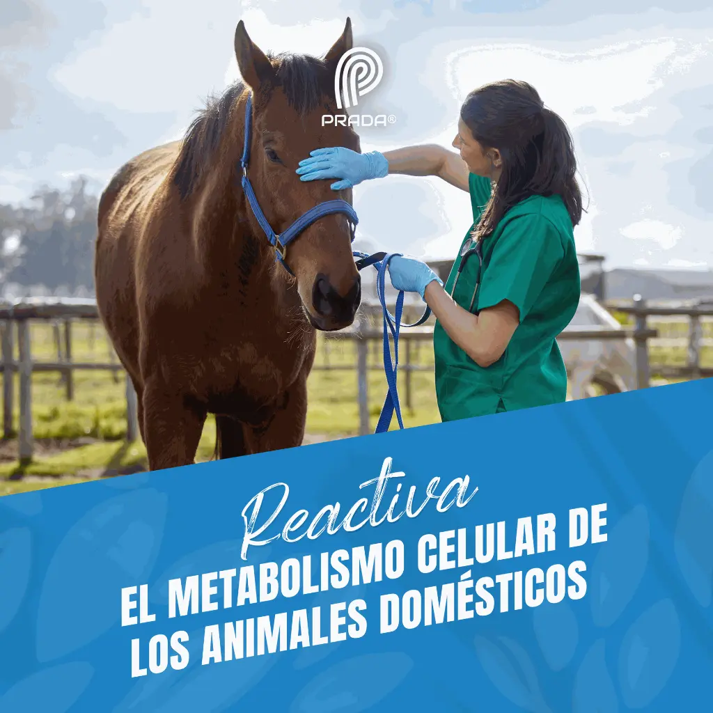 DEXTROMIN_B_500ML_06.webp