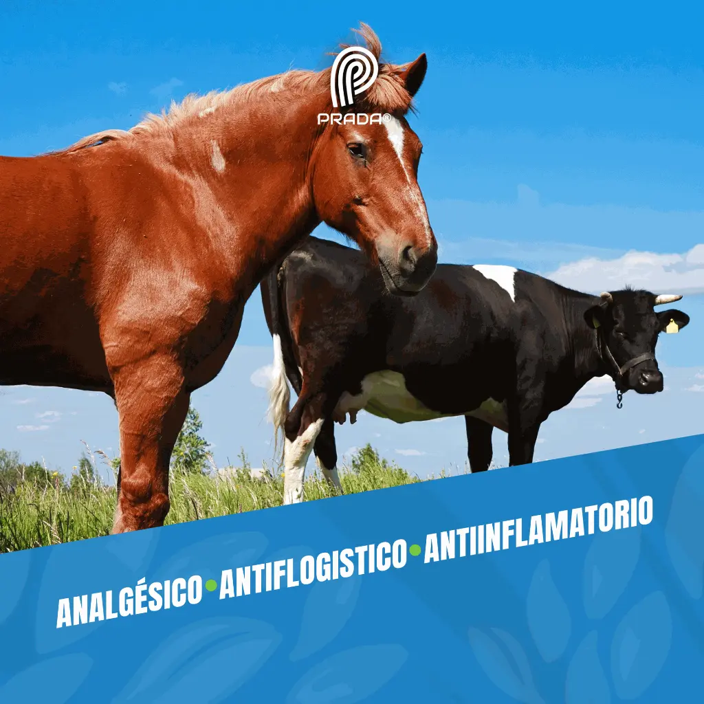 ANKOFEN_POMADA_250GR_05.webp