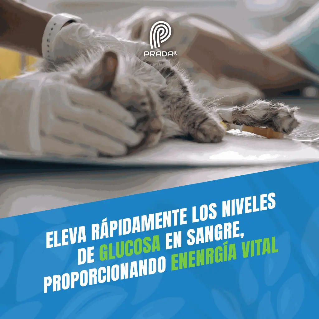 DEXTROSA_10%_04.webp