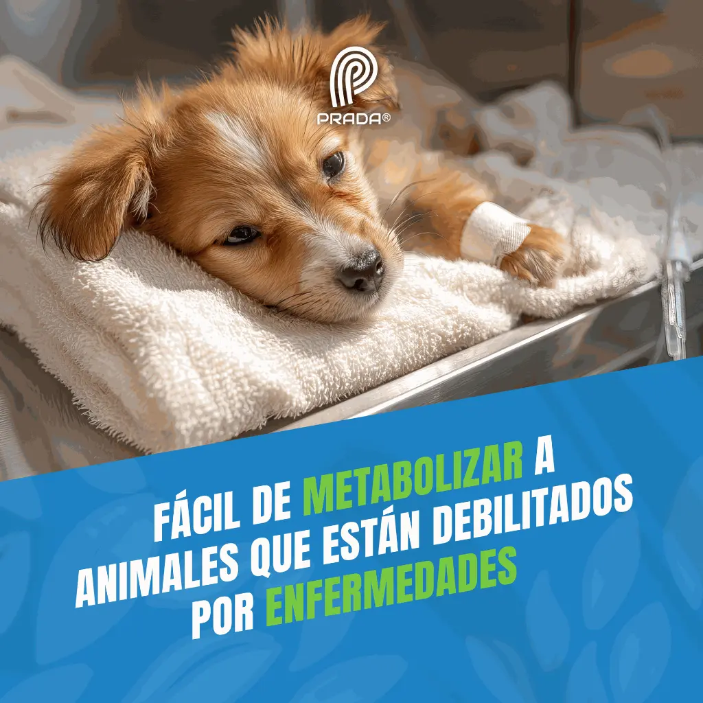 DEXTROSA_05%_04.webp