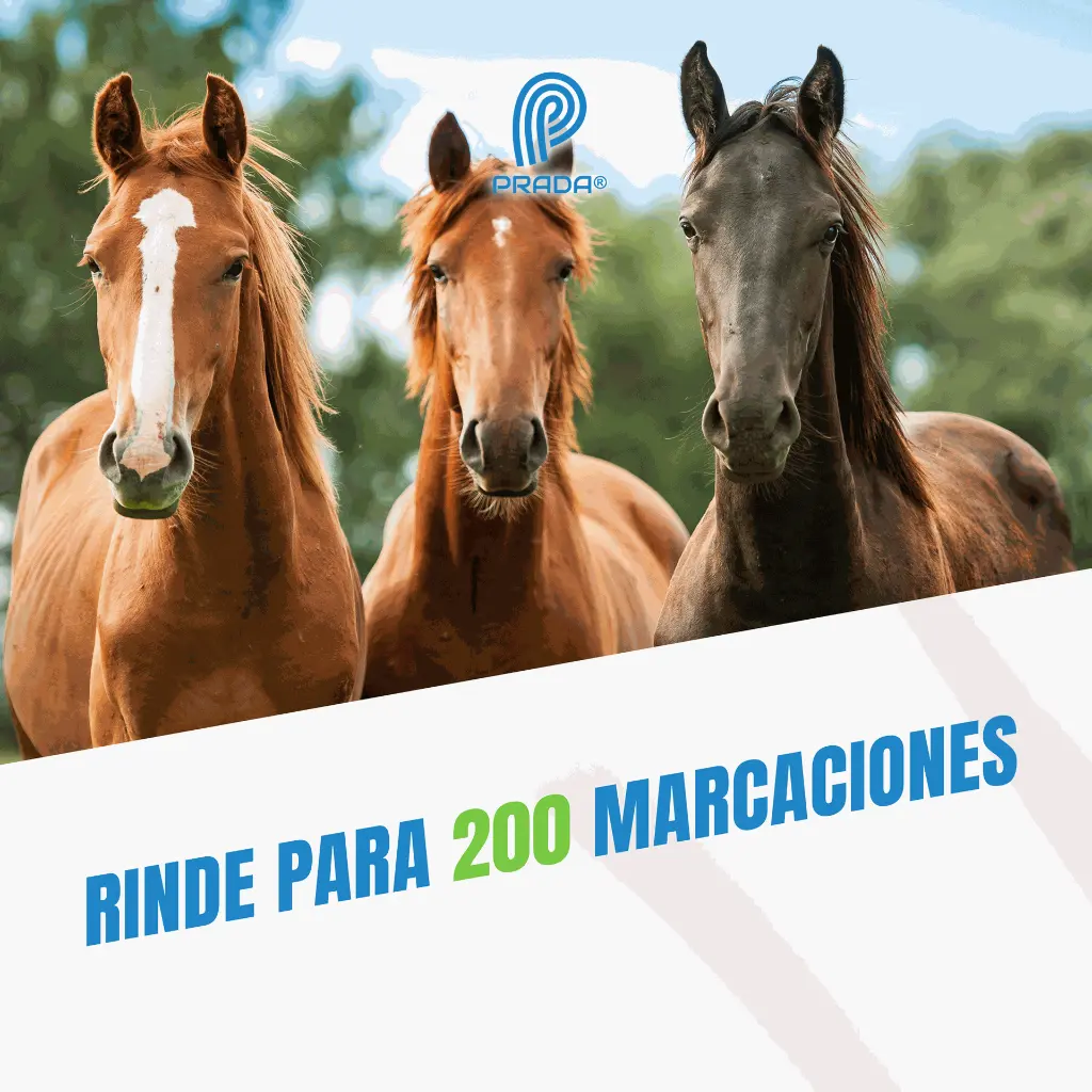 TIZA_MARCADORA_AXCHIOTE_VERDE_04.webp
