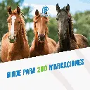 TIZA_MARCADORA_AXCHIOTE_VERDE_04.webp