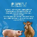 APLICADOR_CHAPETEADORA_OREJERAS_01.webp