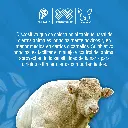 ARGOLLA_NARIGUERA_BRONCE_01.webp
