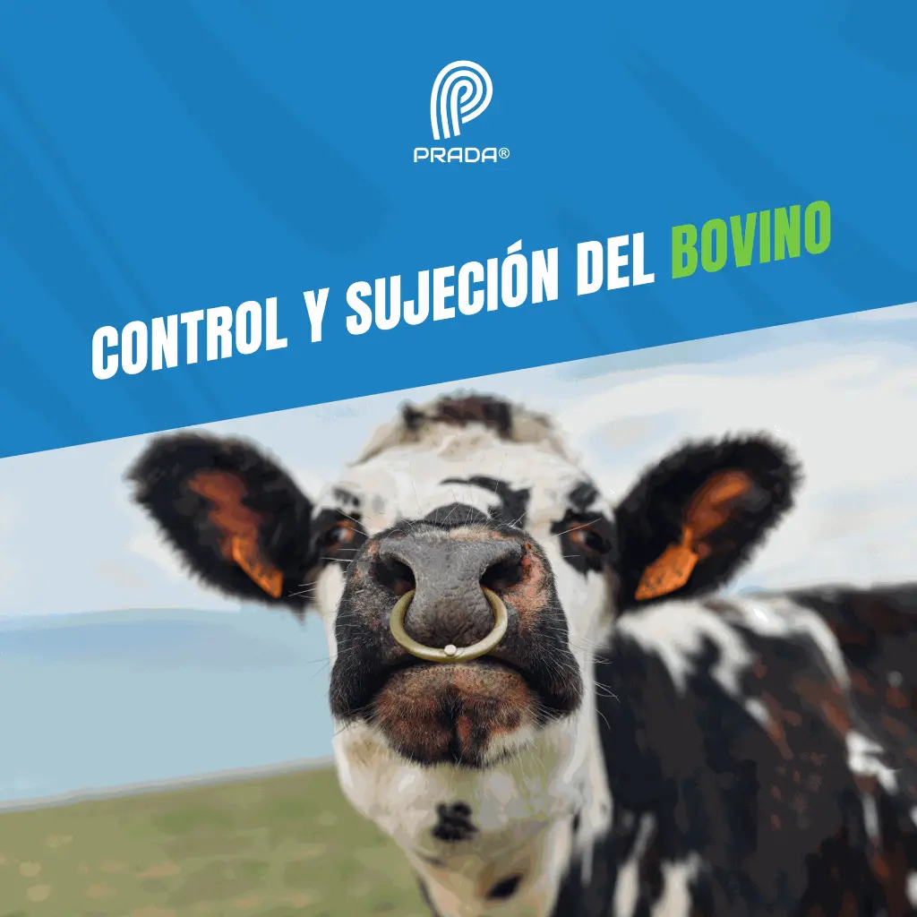 ARGOLLA_NARIGUERA_BRONCE_04.webp