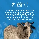 ARGOLLA_NARIGUERA_ACERO_01.webp