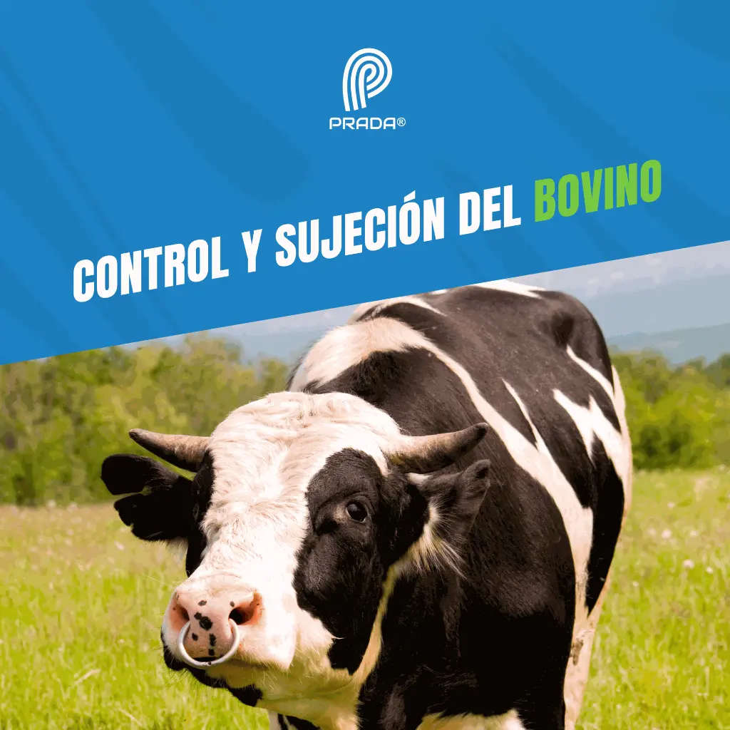 ARGOLLA_NARIGUERA_ACERO_04.webp