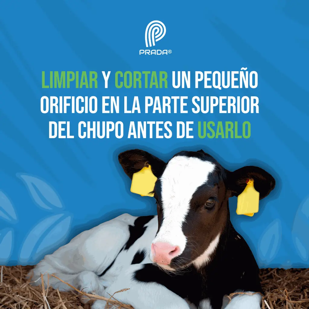 CHUPO_PARA_TERNEROS_03.webp