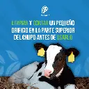 CHUPO_PARA_TERNEROS_03.webp