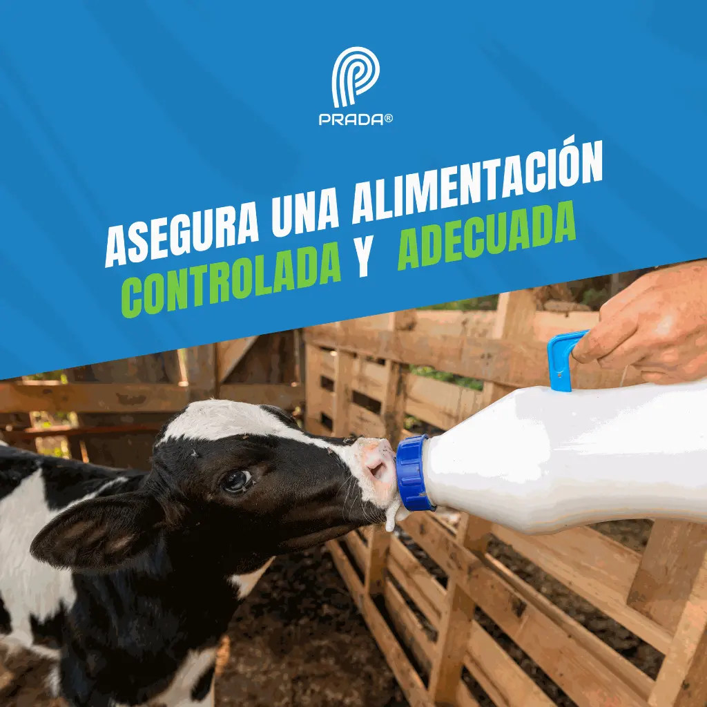 CHUPO_PARA_TERNEROS_04.webp